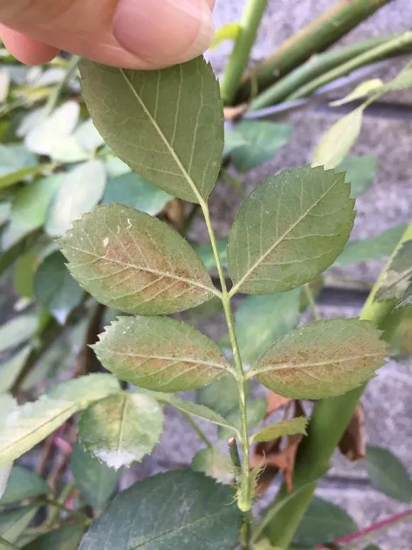 11月给花浇点自制“杀虫水”，虫子死光光，花草好过冬