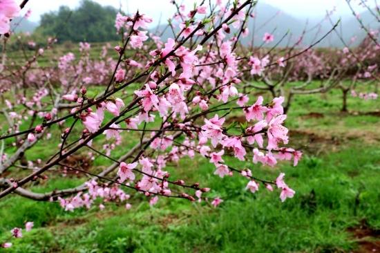 趣旅游■浦城县万安乡:三月桃花朵朵开 赏花赏景正当时