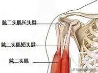 弹响|肩膀总是咔咔响？——别担心，快看这份解决秘籍！