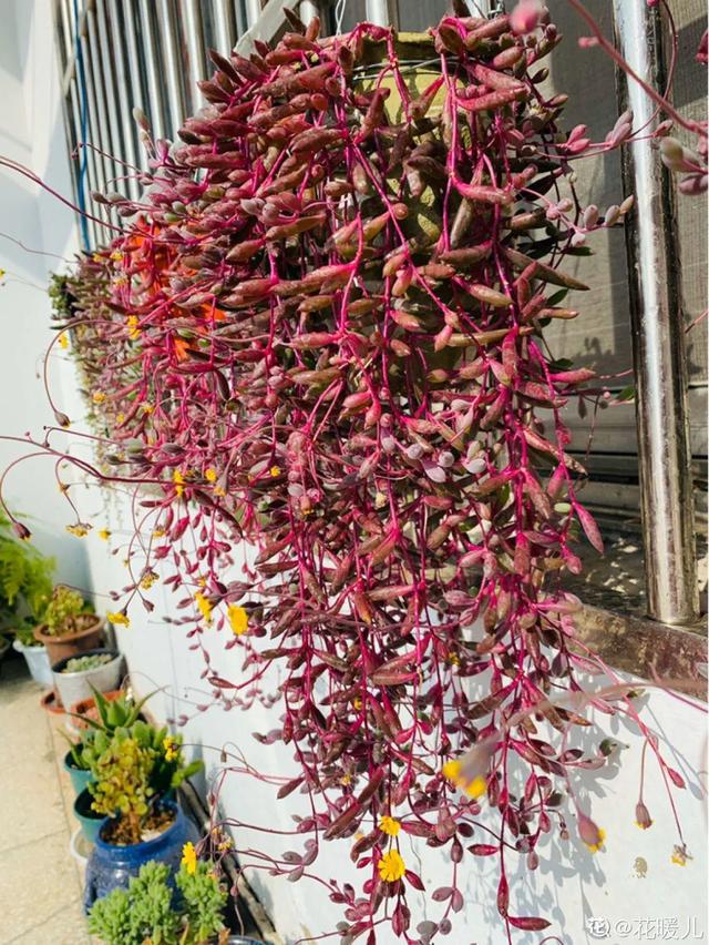 家里养蔓性风铃花，宛若一帘幽梦，美得太富贵