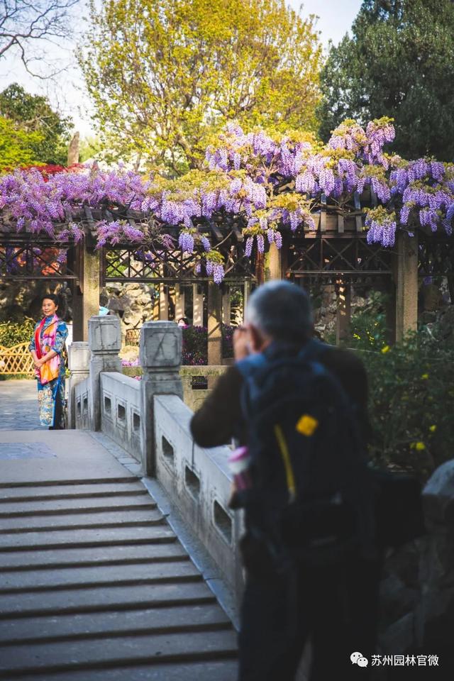 『玩乐足迹』去打卡!苏州园林紫藤花开,如梦的人间四月天来啦~