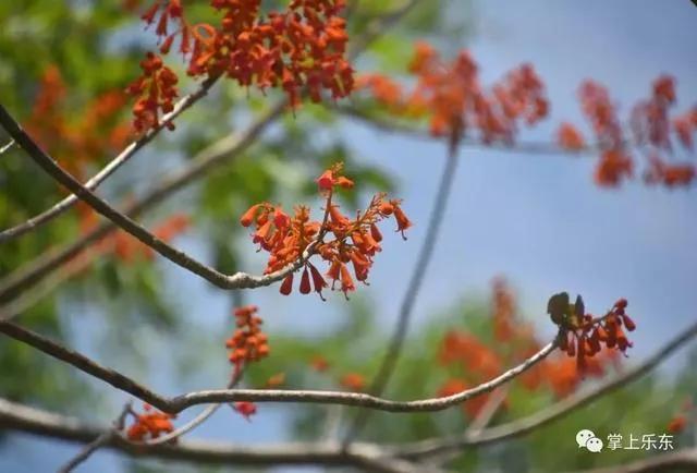 旅行柚子君■这个春天,乐东的花又开好了 趁着花期,可以出去赏花哦!