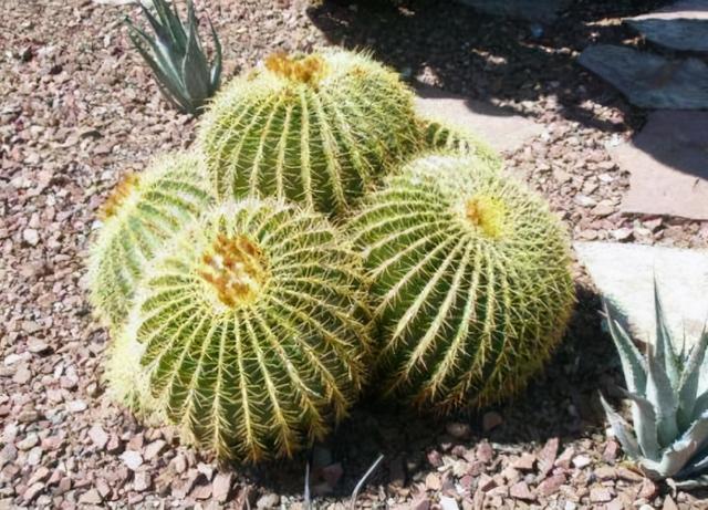 虽然仙人球不喜水，但平日也不能少了营养肥，来点啤酒水就能满足