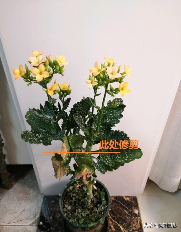 养长寿花，舍得“剪枝”，去掉老枝，新枝长得茂密，开花更多