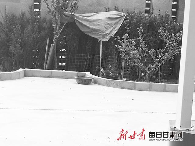 你的育儿经|幼儿园里能不能养鸡?家长褒贬不一