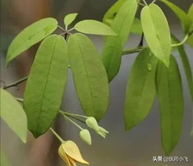 每日医药——木通