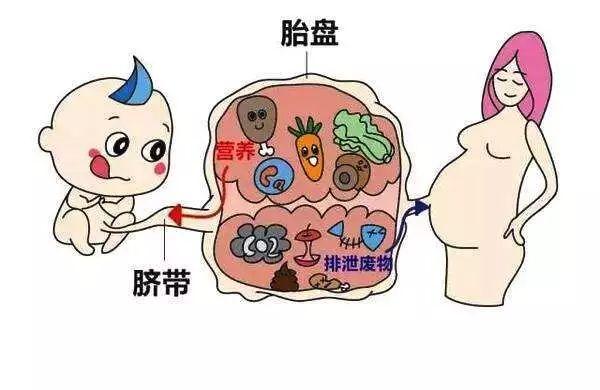 你的育儿经|孕育新生命那些默默奉献的无私“小伙伴”