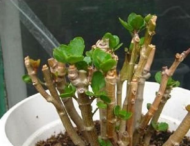 枝条|养长寿花6年，总结“5点”经验，一盆能变50盆，开花停不下来