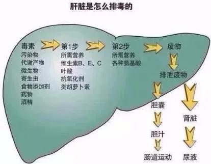 新冠战“疫”中大放异彩的人工肝系统，到底是什么样的？