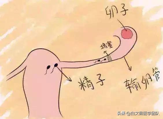 『你的育儿经』不爱怀孕,原来是这里出了问题!