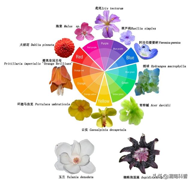 被子植物：我就是要开最多彩的花，传最高效的粉！