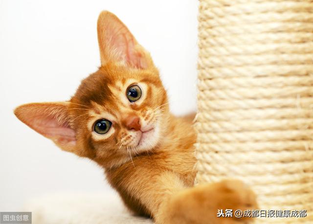 成都日报健康成都|怀孕能养猫和狗吗？看完你就知道了