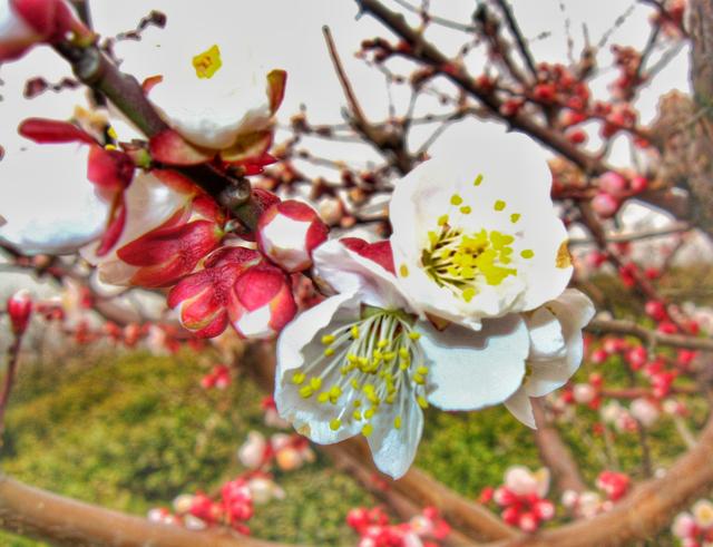 #约吗旅行#南京赏花图鉴：没去赏花的春天是不完整的！