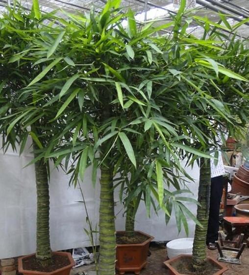 盆栽|这几款植物放客厅，好看养人又旺财！很少有人知道
