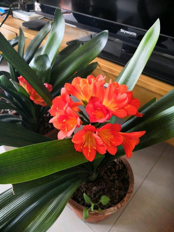 君子兰夹住了“真假难辨”？教你2招，花箭嗖嗖窜满盆