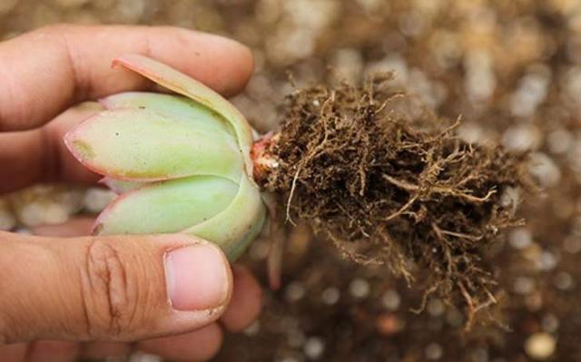 室内阳台养多肉，不要掉以轻心！密封空间盆栽更需注意细节