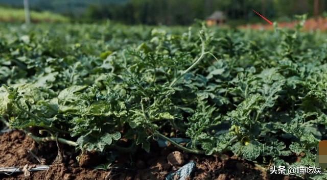 橘子味的猫|胡先煦问哪有西瓜苗?摄像师赶紧补了一个镜头特写,不是糊弄人吗