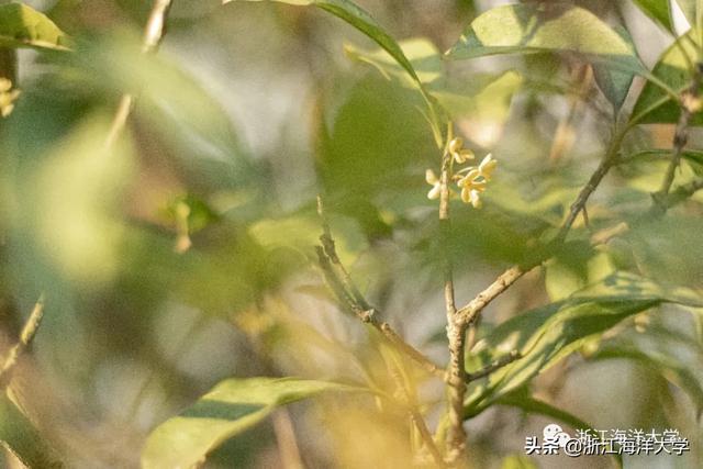 赏花赏月赏秋香，一种海大秋景，两处佳节共度！