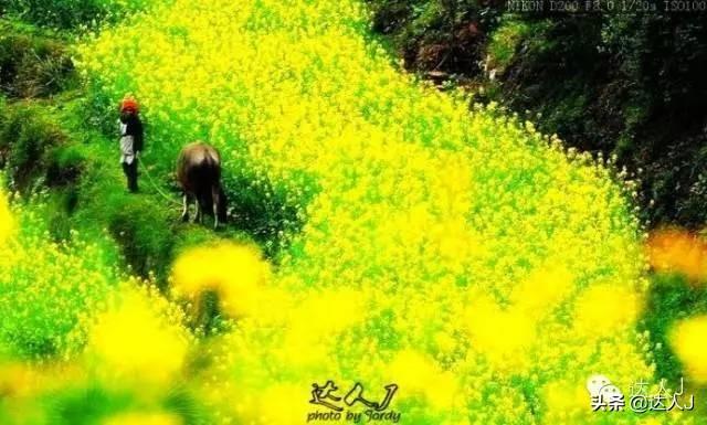 [世界那么大]#唤醒好春光#这次，我要去婺源感受不一样的油菜花世界