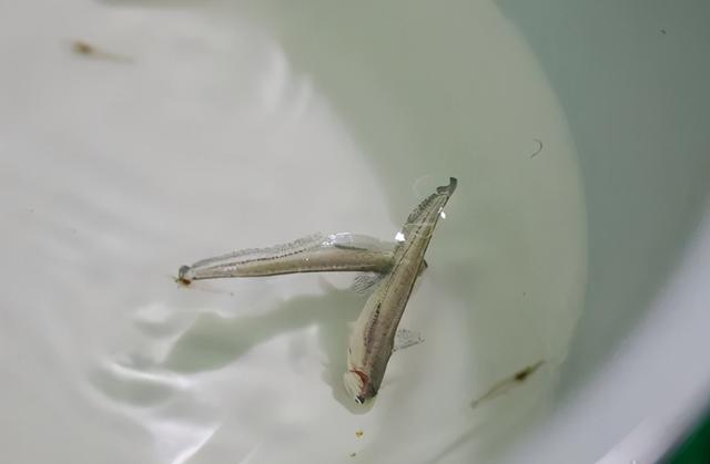 刀鱼|长江禁渔之后，餐桌上的刀鱼从何而来？