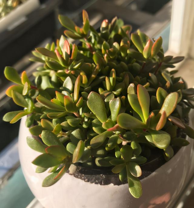 红稚儿不是红孩儿，听话好养护，晒晒太阳就变红