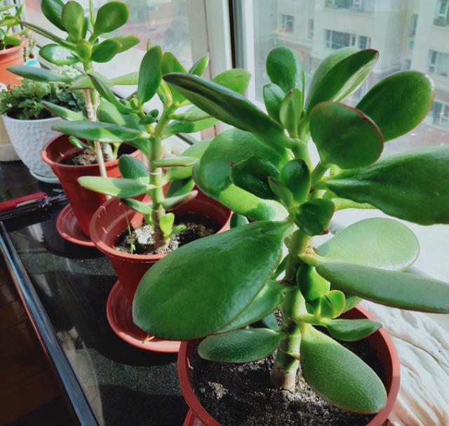 燕子掌好看还无毒，养在家里很安心，花友必备