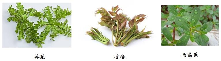 野菜|春季尝鲜，路边的野菜不要采