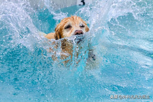 虽然狂犬病死亡率几乎达100%，生存期不超过5天，但可以预防