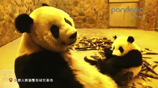 你的育儿经|出彩“滚滚”| 其实“滚滚”也有带娃的烦恼......