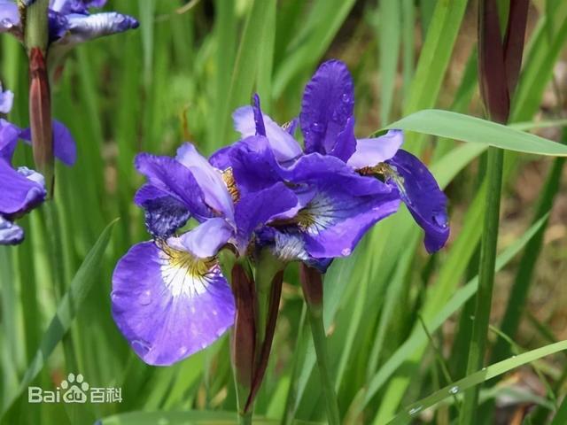大咖分享 | 蓝色花境植物有那些？