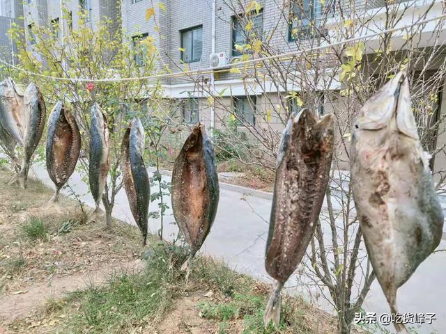 要牢记“5要点”，腌的腊鱼耐放不发霉，鲜嫩紧实香味足