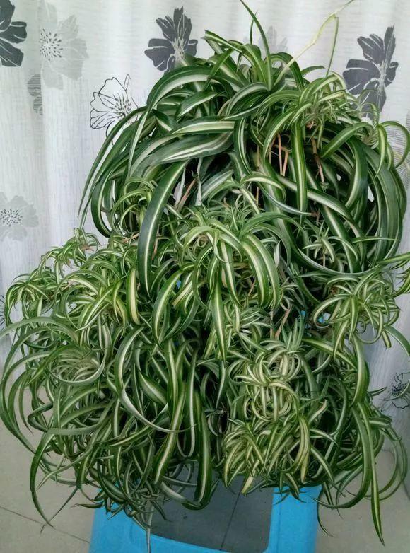 长寿花|这花就得饿着养，盆小水少，叶子越剪长得越旺！