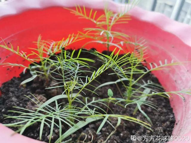 救命！入侵植物爬进院子，三年都杀不完