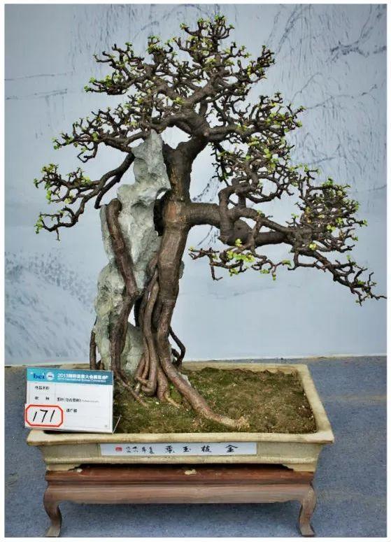 长寿花|这花就得饿着养，盆小水少，叶子越剪长得越旺！