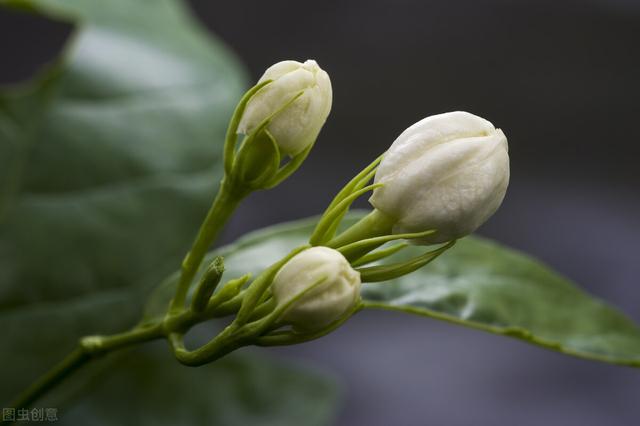 不耐冻的茉莉花，天气变冷之后防冻要趁早，几个防冻措施了解一下