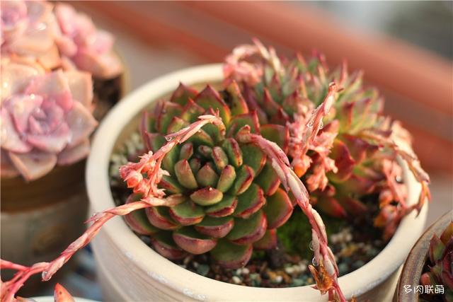 堪称励志，一颗十里挑一，几经坎坷的圣诞东云