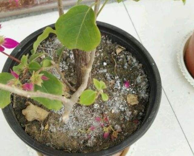 花盆里出现4种“症状”，花卉长不旺，难开花，需要尽早换盆