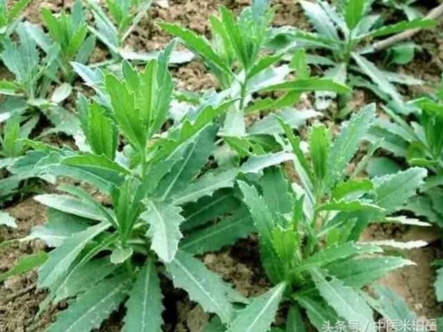 [你的育儿经]我的育儿观察——植物篇