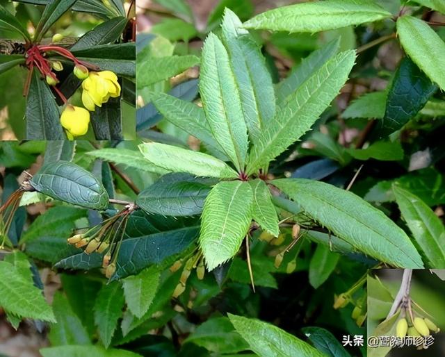 山上一种植物，味道虽苦，作用却不小，只是很多人不知道，了解下