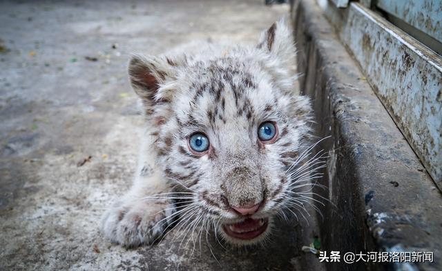 白虎|洛阳首对白虎龙凤胎将满百天，奶凶可爱一天两顿肉