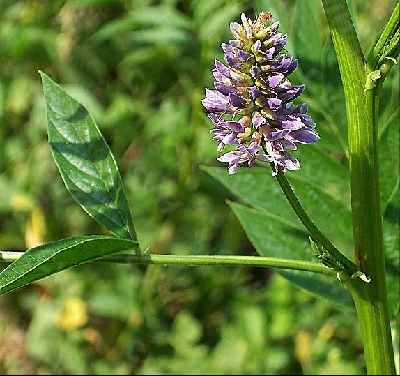 神农本草图经，薯蓣 菊花 甘草 人参 石斛 石龙芮