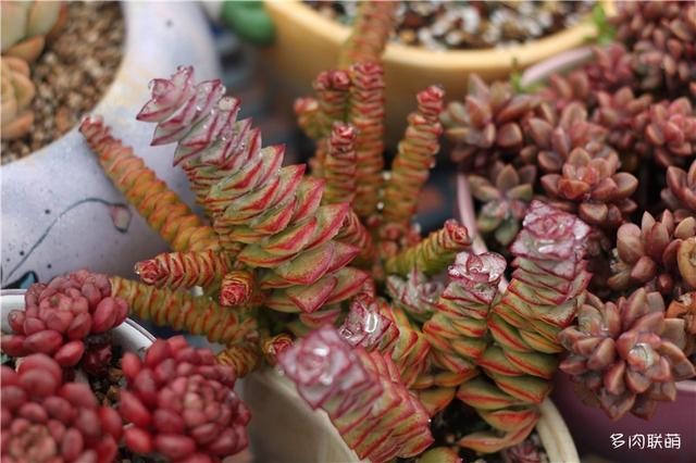 多肉什么时候最美，每个地方可能都不太一样