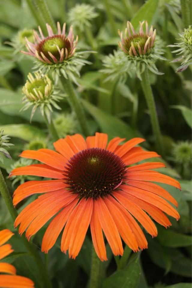 夏季庭院里一抹浓艳的色彩——松果菊