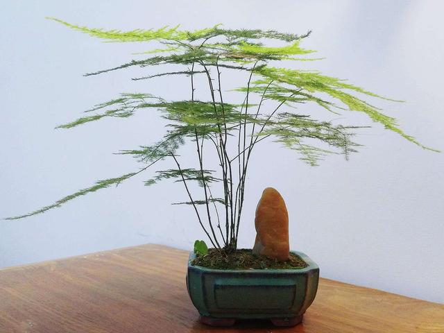 家里养上5种“竹”，吉祥“好运”，清雅大气，添福又添丁