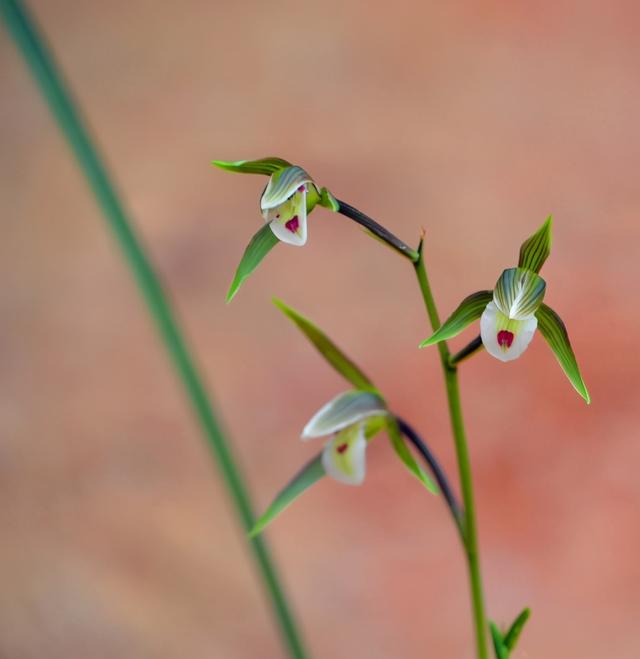 这款兰花是我国“独有”，花型飘逸，香味奇特，可遇而不可求