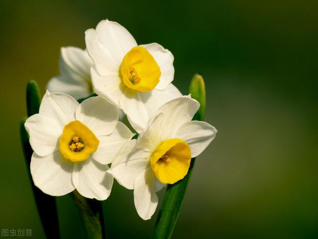 家有老人，5花相伴，远离权财，平平淡淡才是真