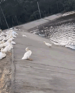 搞笑gif神评:花里胡哨,这才叫球技