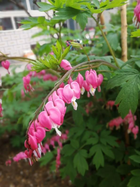 谁说观花植物都喜阳，5种耐阴花，家里没光也开爆盆