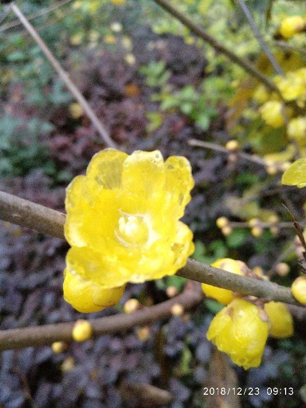 天冷养“雪中四兄弟”，冰天雪地也开花，冬天开出“满园春色”