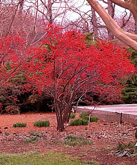 适合庭院绿化种植的花卉绿植品种，一月篇